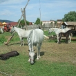 ATRAKCIE